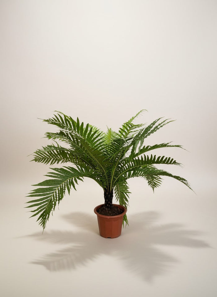 Silver Lady Fern