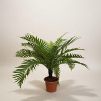 Silver Lady Fern