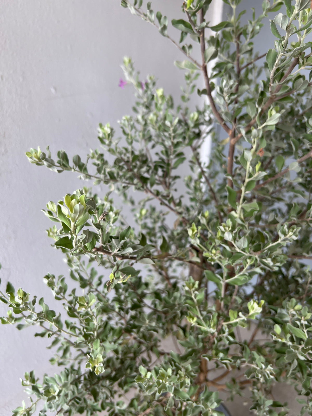 Leucophyllum Frutescens – Texas Sage / Silver Bush - Potted plant -  Tumbleweed Plants