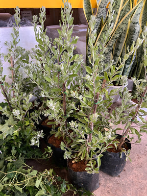 Live Inventory