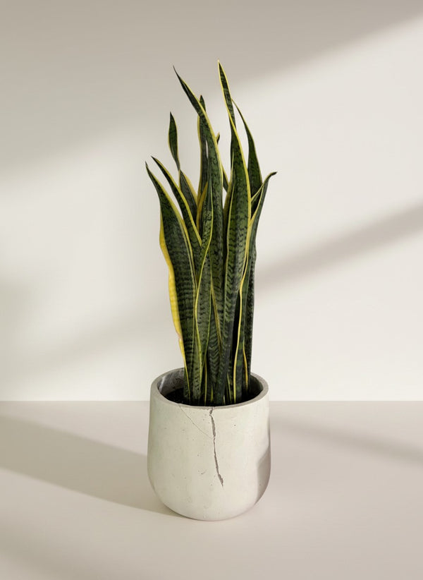 Tumbleweed Plants