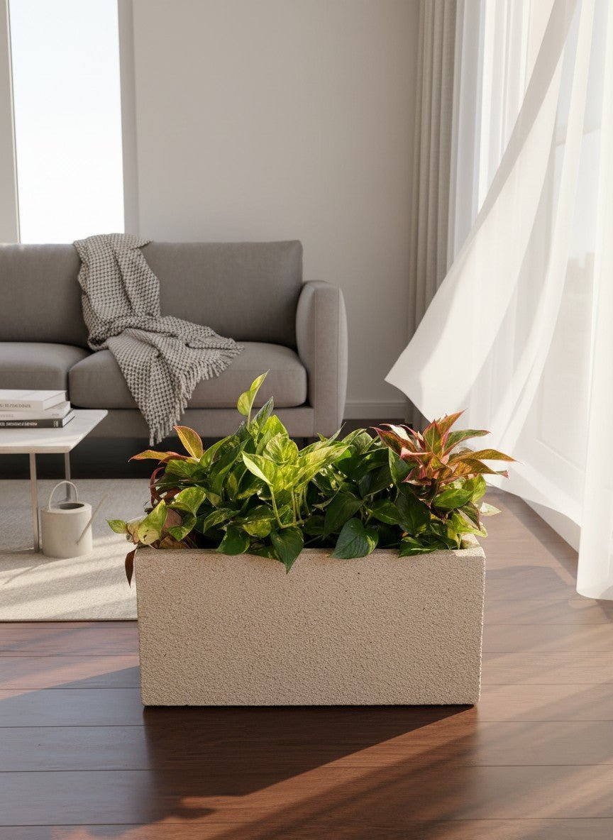 Second Chance: Songa planter box with plants - Second Chance - SECO-SECO-12258 - Tumbleweed Plants - Online Plant Delivery Singapore