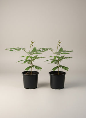 Tumbleweed Plants