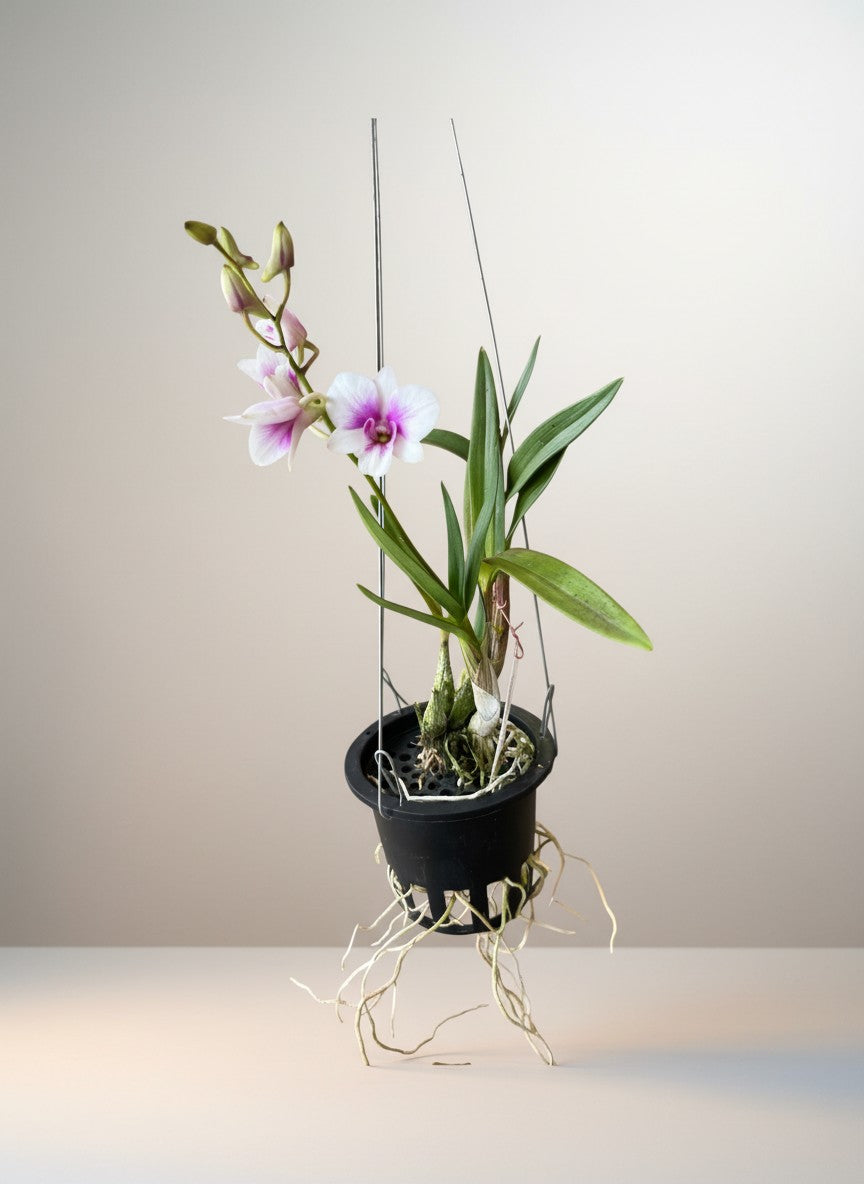 Epidendrum Orchid