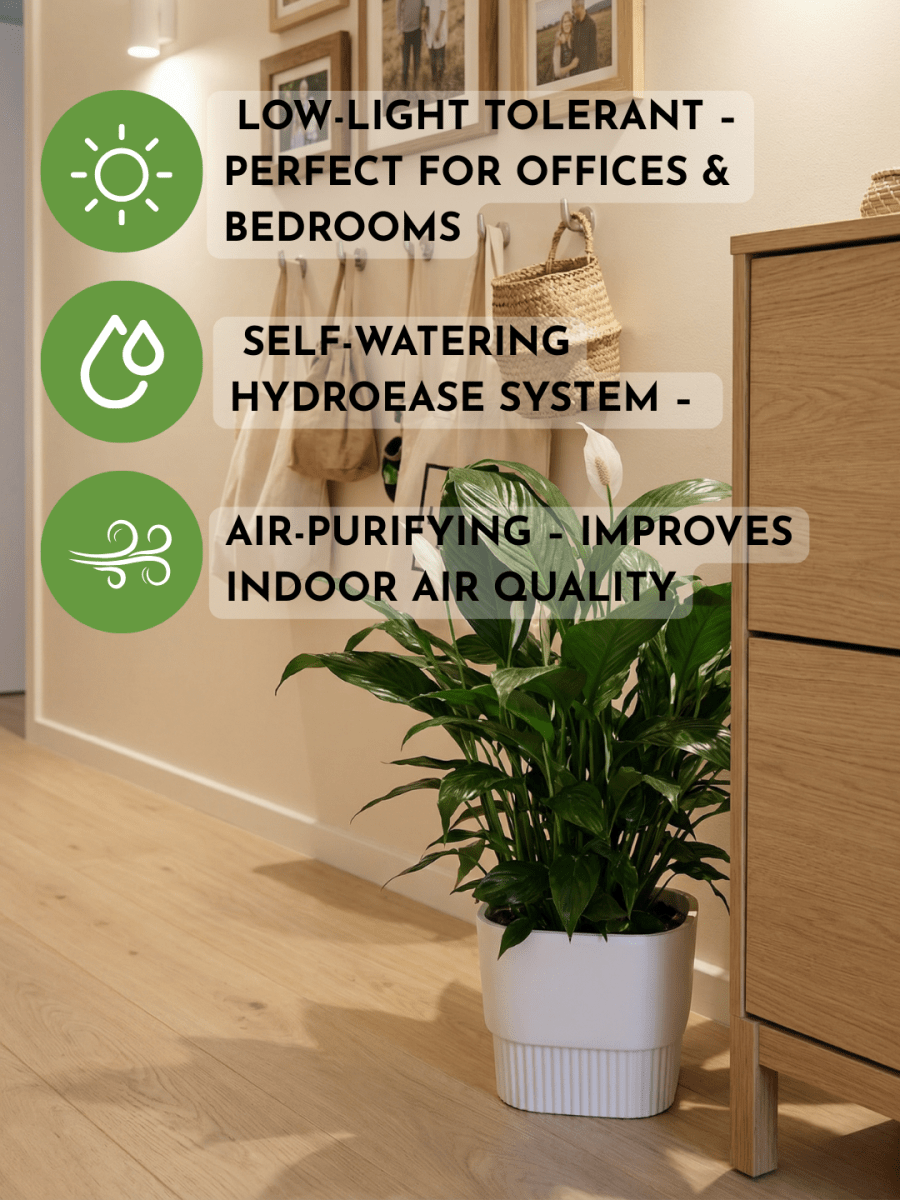 Peace Lily in Hydro - Self Watering - Plant Arrangement - POTT-PEAC-GRW-7847 - Tumbleweed Plants - Online Plant Delivery Singapore