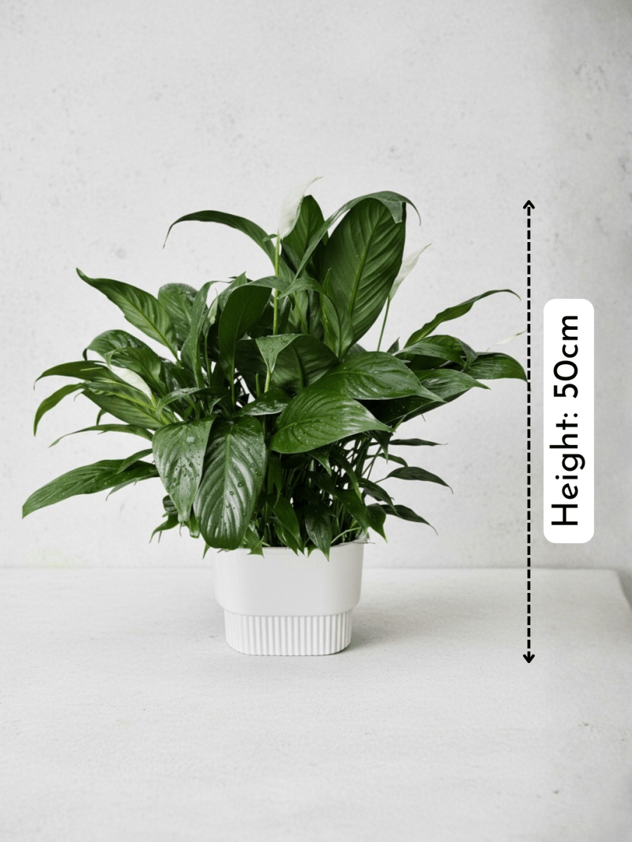 Peace Lily in Hydro - Self Watering - Plant Arrangement - POTT-PEAC-GRW-7847 - Tumbleweed Plants - Online Plant Delivery Singapore