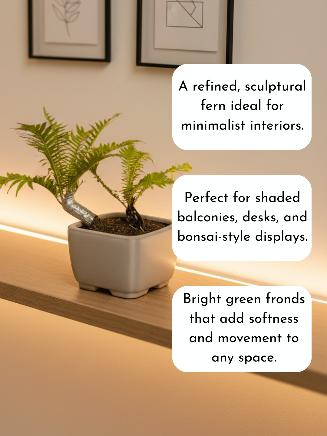 Bonsai Tree Fern - Silver Lady