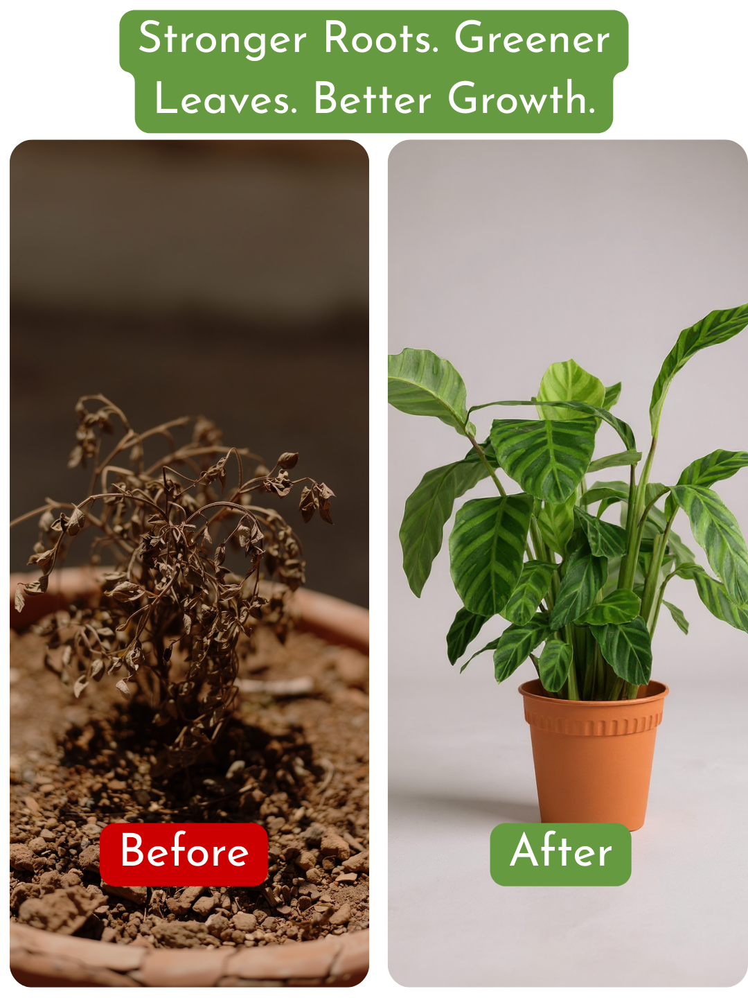 Down To Earth. All Purpose Plant Food (discontinued)