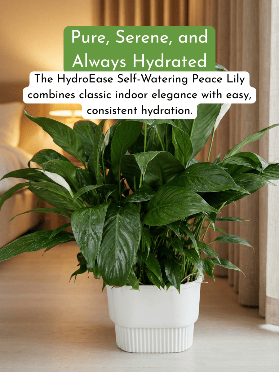 Peace Lily in Hydro - Self Watering - Plant Arrangement - POTT-PEAC-GRW-7847 - Tumbleweed Plants - Online Plant Delivery Singapore