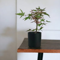 Japanese Maple Acer