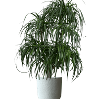 Dracaena Tree XXL
