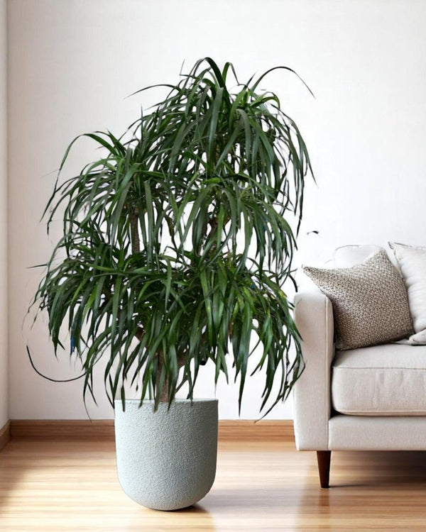 Tumbleweed Plants