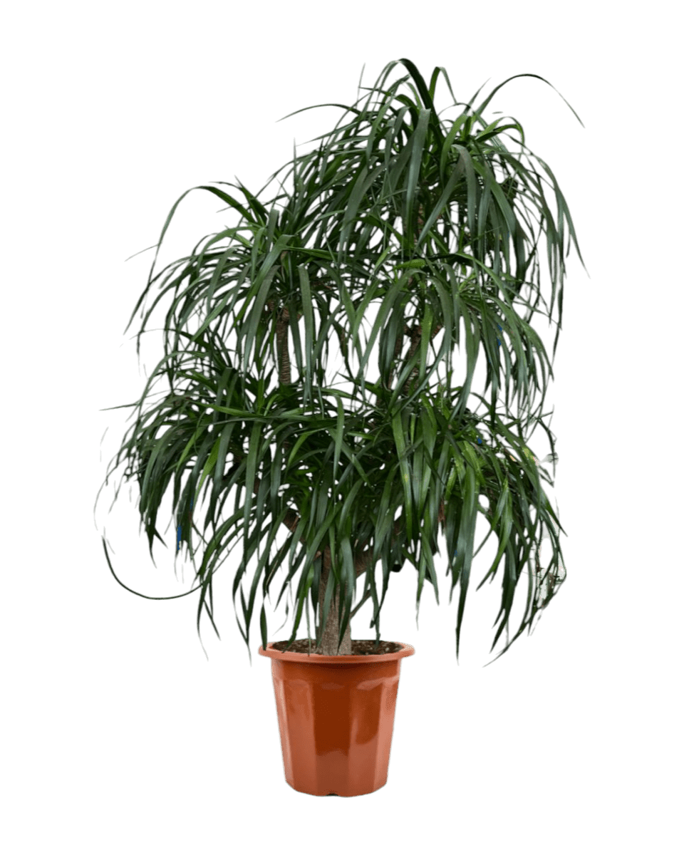 Grow Pot
