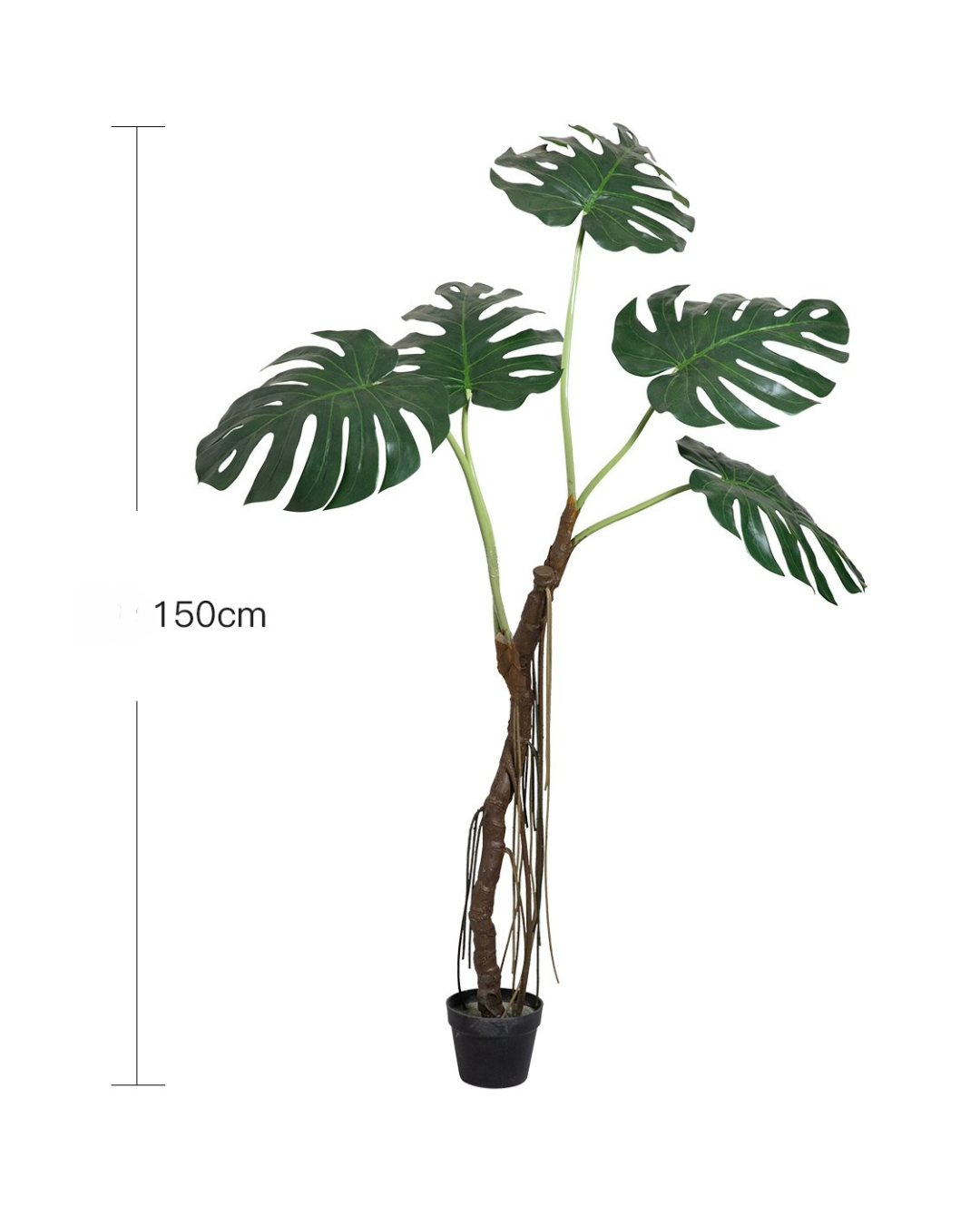 150cm