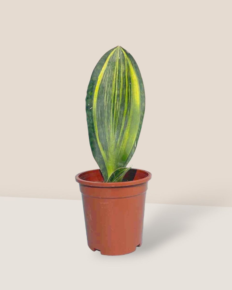Whale Fin Snake Plant - plastic pot - Potted plant - Tumbleweed Plants - Online Plant Delivery Singapore