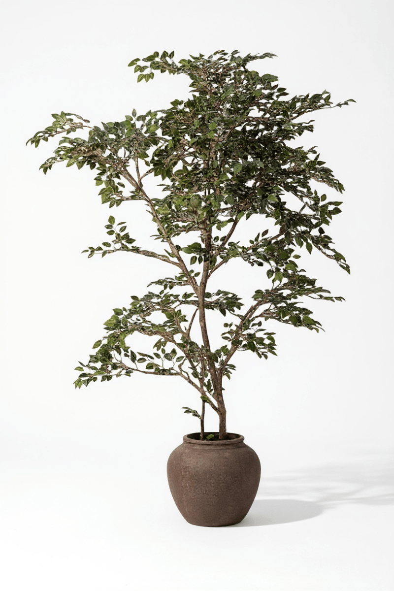 Banyan Tree - Real - Trunk Artificial - Potted plant - POTT - BANY - MRS - 7272 - Tumbleweed Plants - Online Plant Delivery Singapore