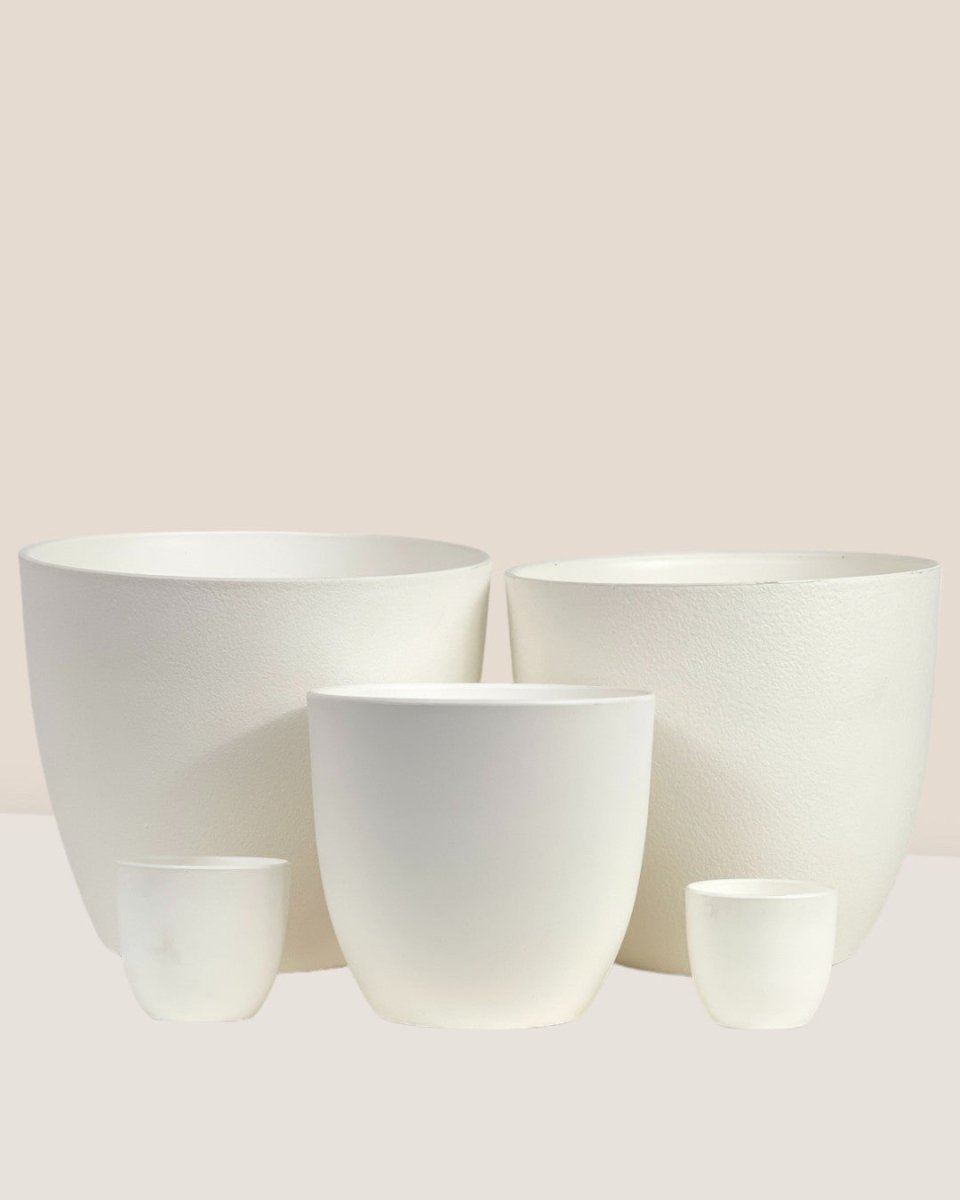 Medium Luxe Plastic Pot - White - Pot - Tumbleweed Plants - Online Plant Delivery Singapore