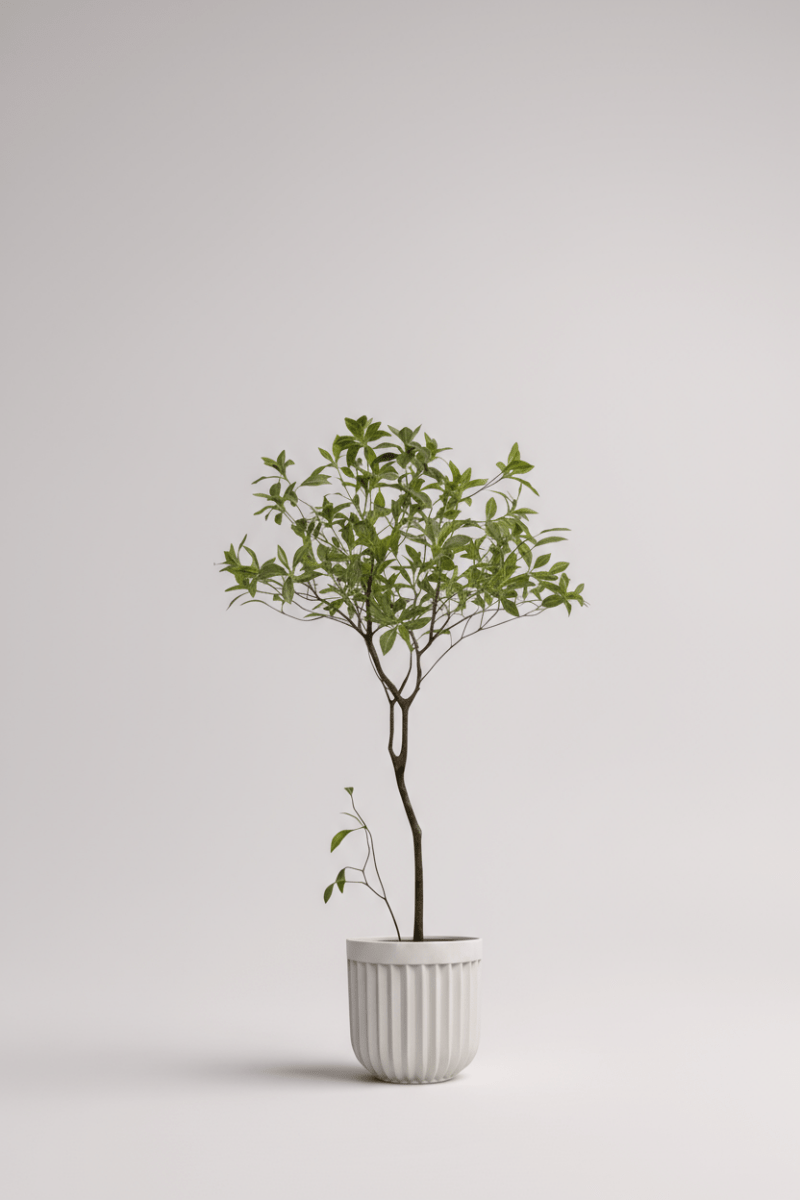 Japanese Andromeda - Real - Trunk Artificial - Potted plant - 5073729371703 - Tumbleweed Plants - Online Plant Delivery Singapore