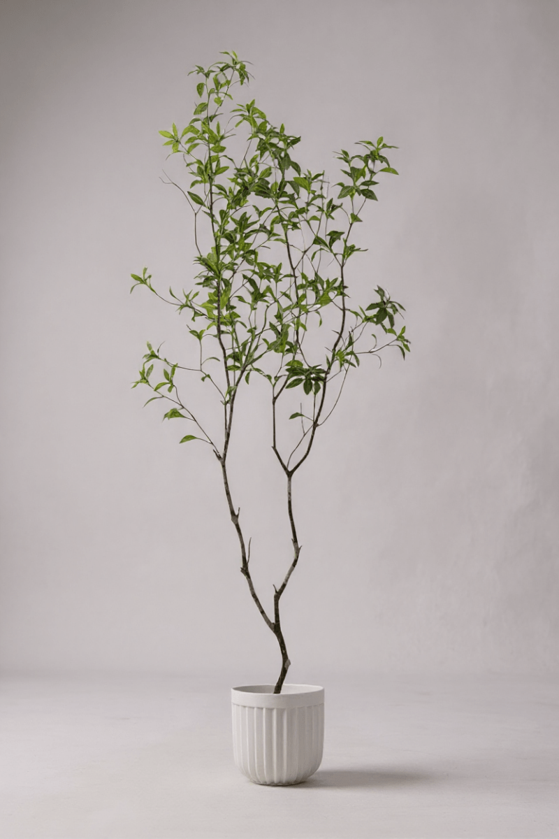 Japanese Andromeda - Real - Trunk Artificial - Potted plant - 4901286369025 - Tumbleweed Plants - Online Plant Delivery Singapore
