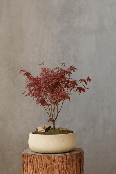 Mid Century Bonsai Bowl Planter - Large