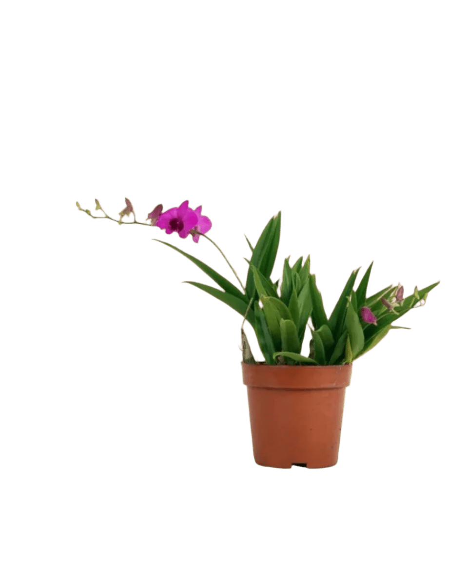 Grow Pot