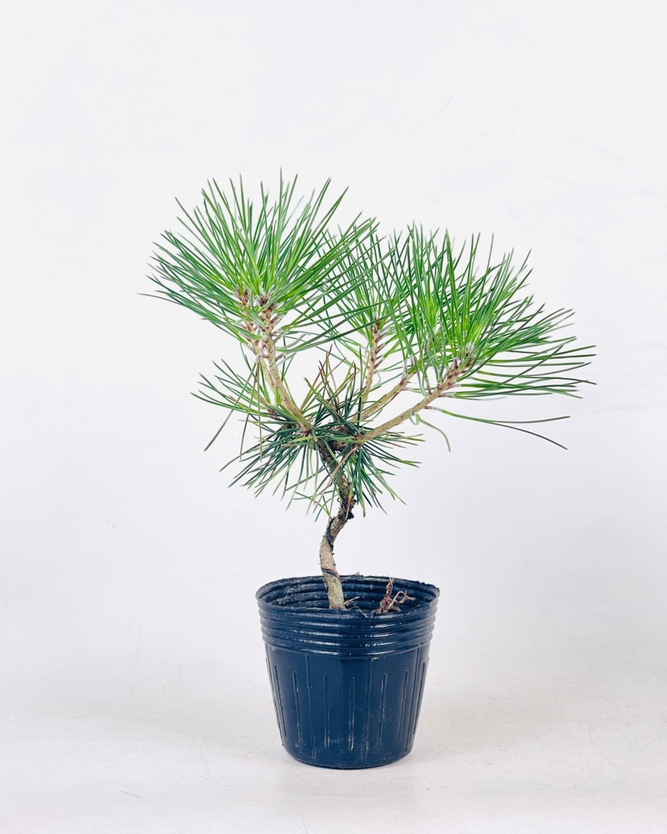 Grow Pot
