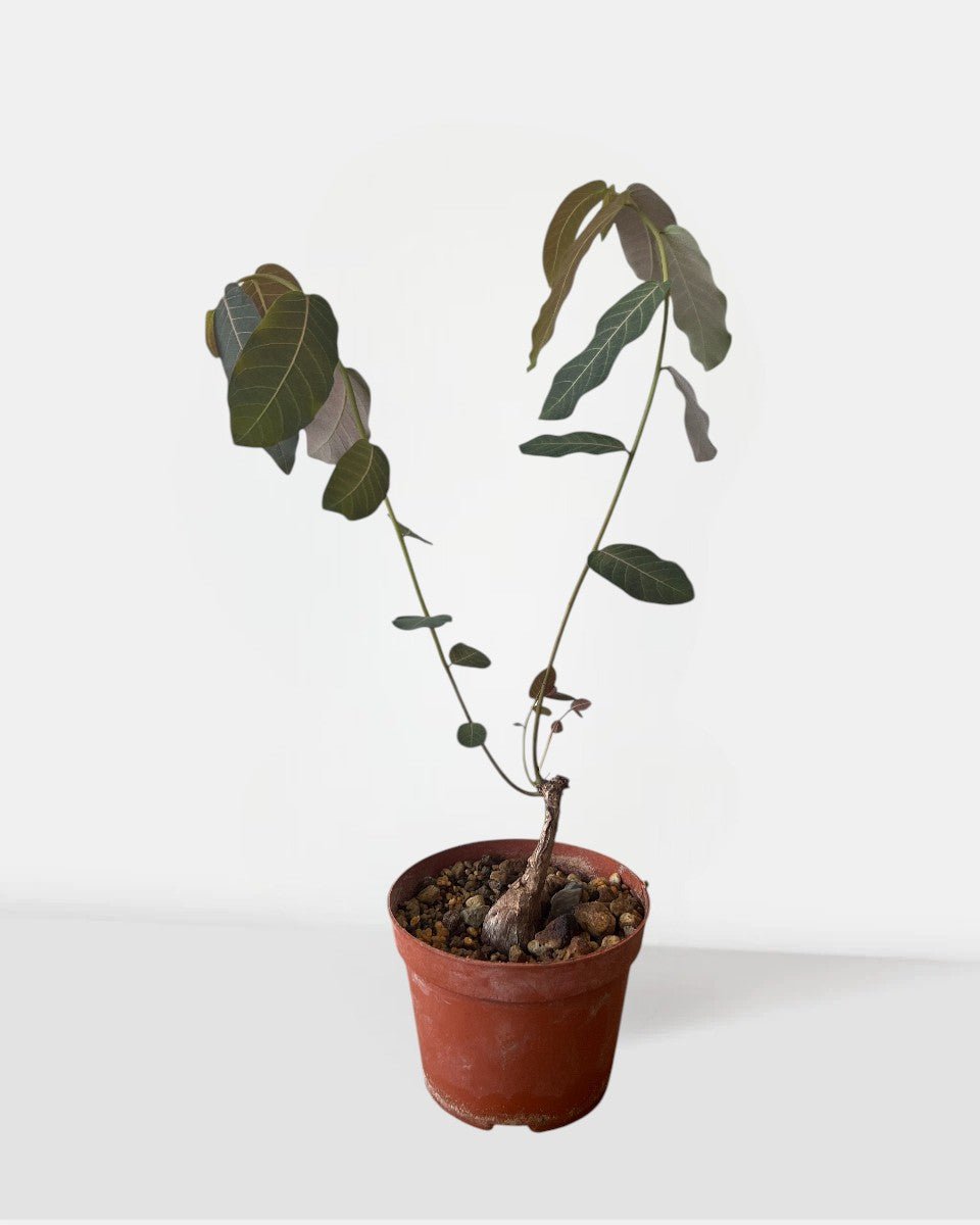 Mirabilis (Japan) - Potted plant - POTT - MIRA - GRW - 7455 - Tumbleweed Plants - Online Plant Delivery Singapore
