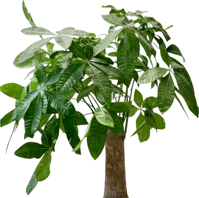 Money Tree - Single Trunk XL/XXL