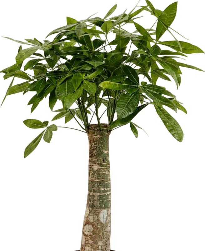 Money Tree - Single Trunk XL/XXL