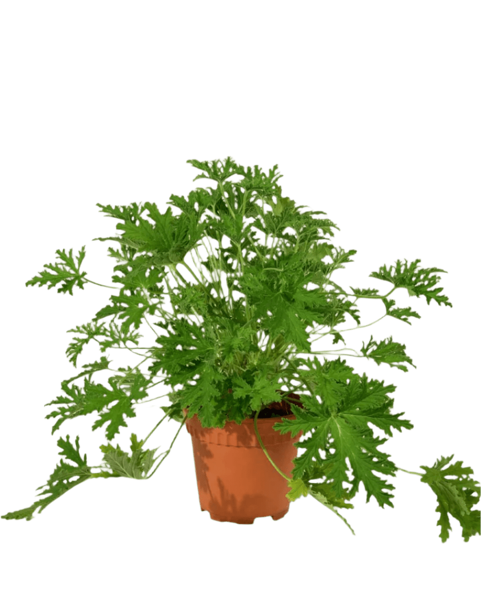 Mosquito Plant - Pelargonium Citrosum - Potted plant - POTT - MOSQ - GRW - 3589 - Tumbleweed Plants - Online Plant Delivery Singapore
