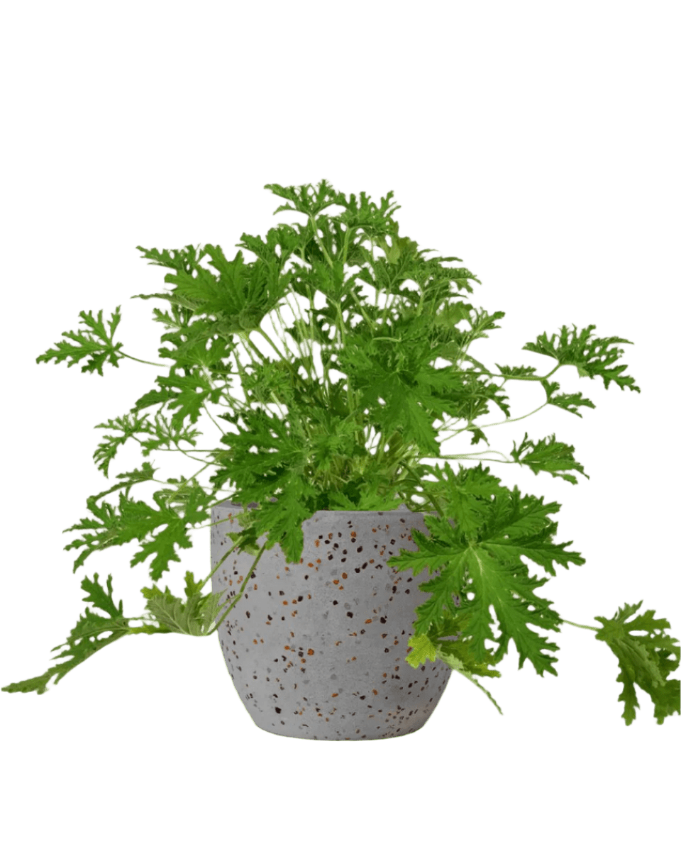 Mosquito Plant - Pelargonium Citrosum - Potted plant - POTT - MOSQ - GGP - 3586 - Tumbleweed Plants - Online Plant Delivery Singapore
