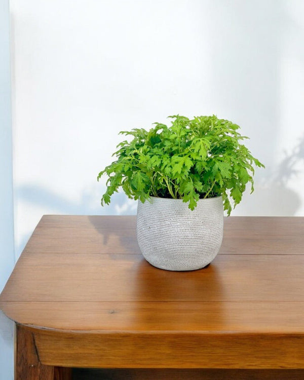 Tumbleweed Plants