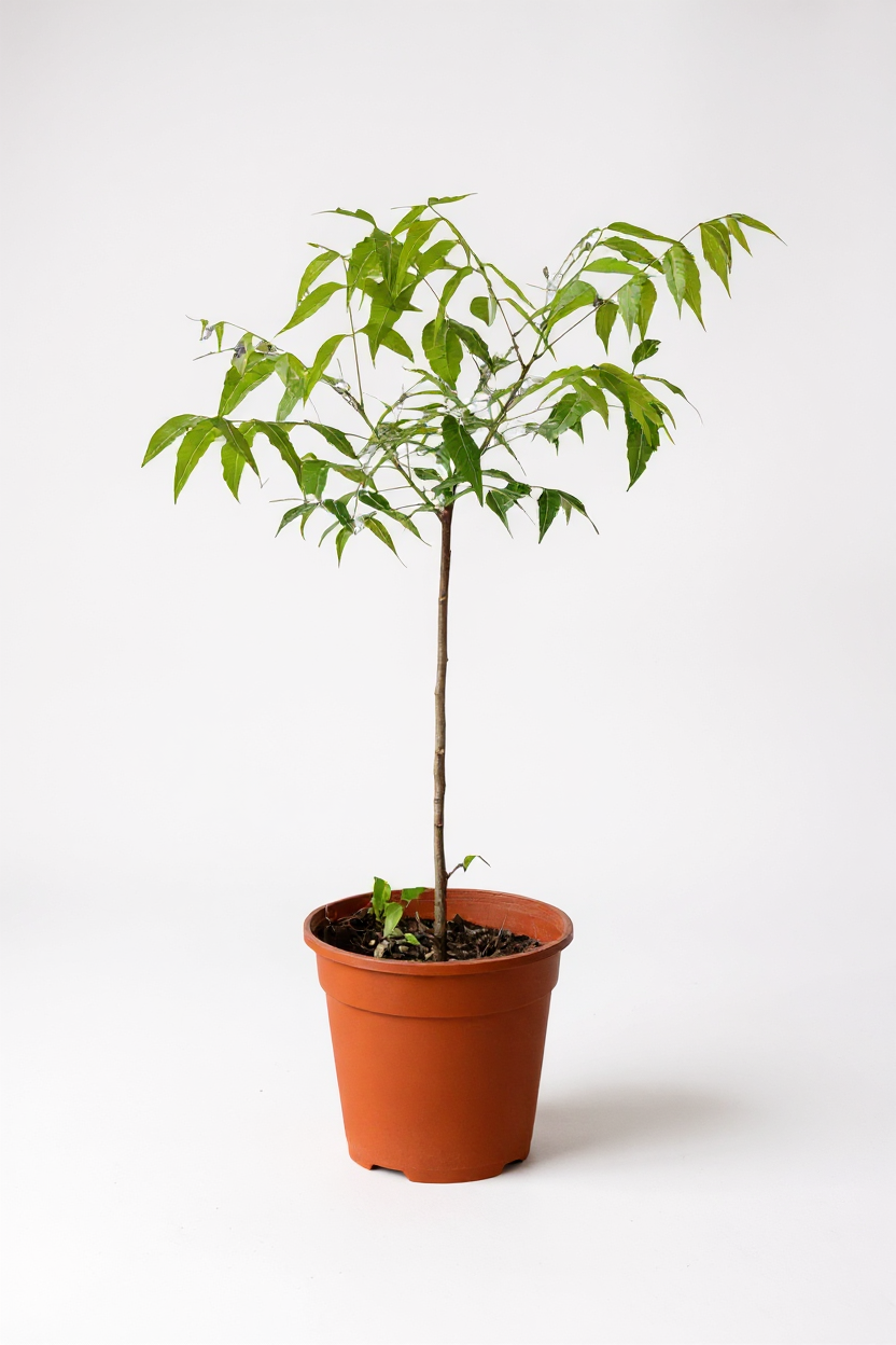 Grow Pot