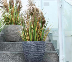 Tumbleweed Plants