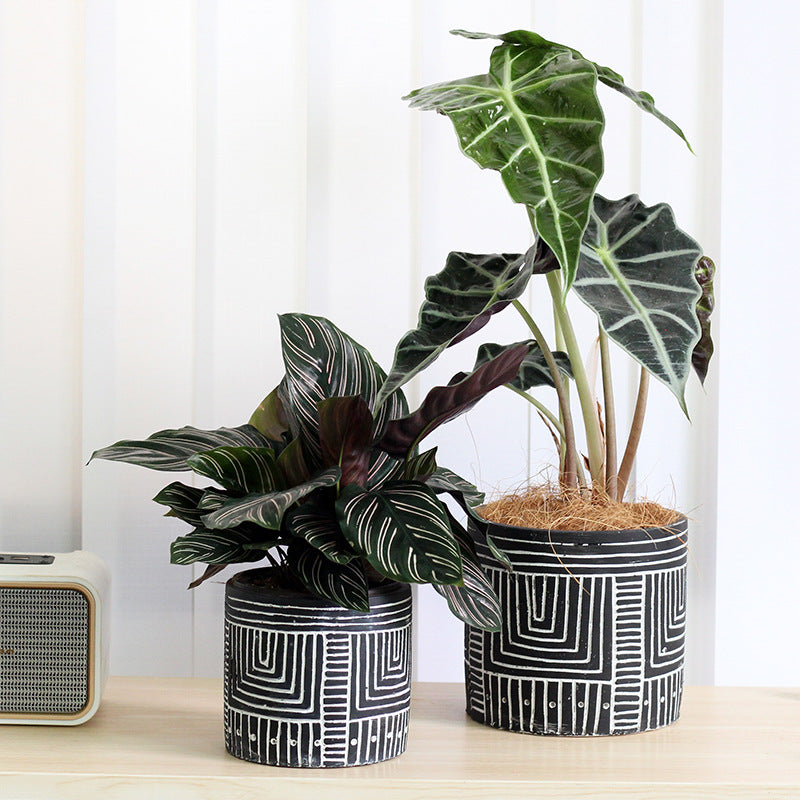 Kora Strip Pot