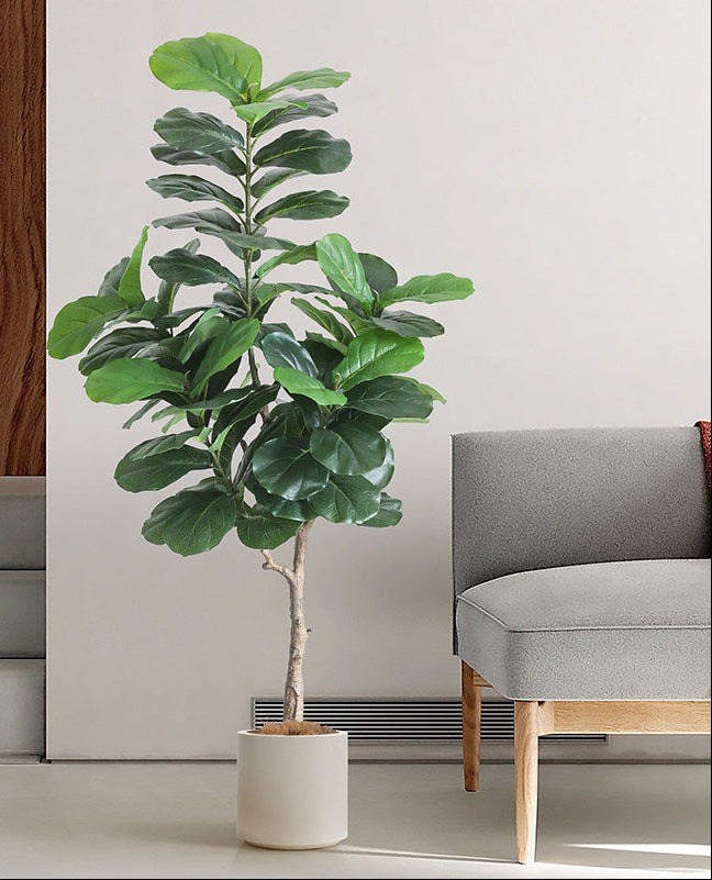 Fiddle Leaf Fig (Life-like Artificial)