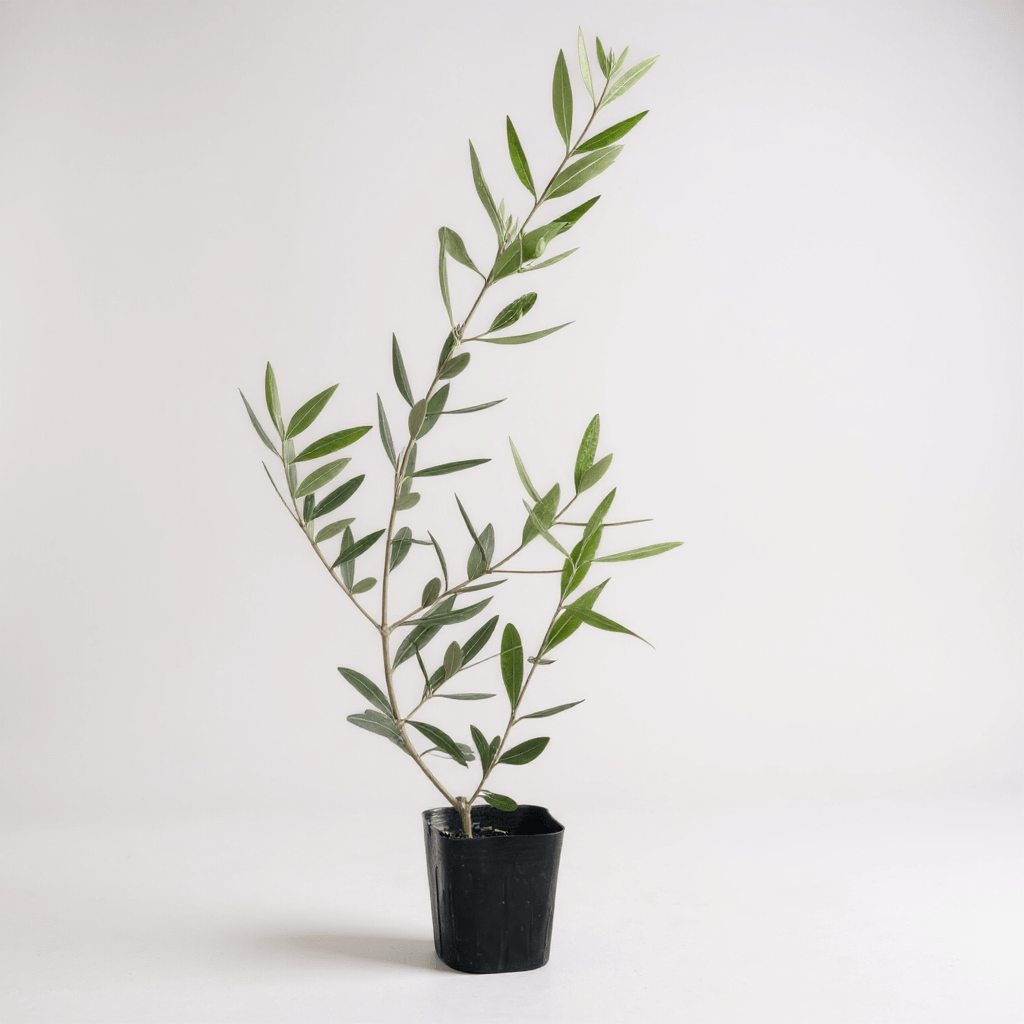 Olive Plant Kodomo - Japan - Potted plant - POTT - OLIV - GRW - 5711 - Tumbleweed Plants - Online Plant Delivery Singapore