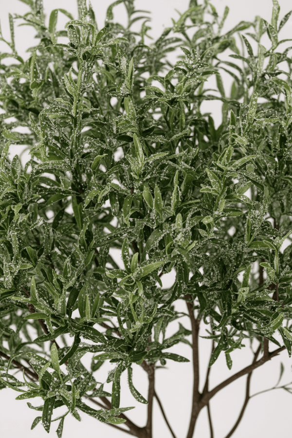 Tumbleweed Plants