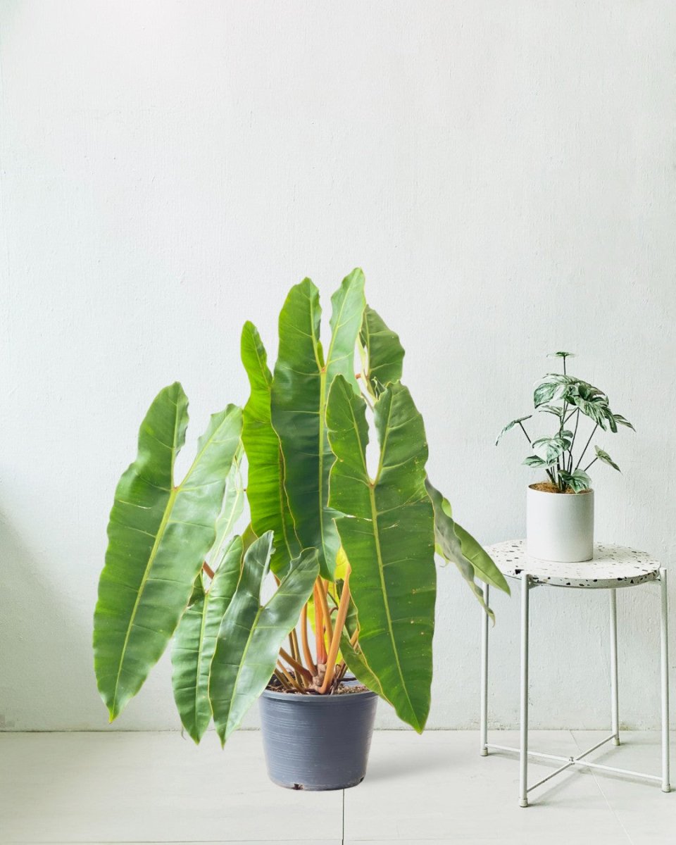 Philodendron Billie Plant - terracotta pot (30cm) - Potted plant - Tumbleweed Plants - Online Plant Delivery Singapore