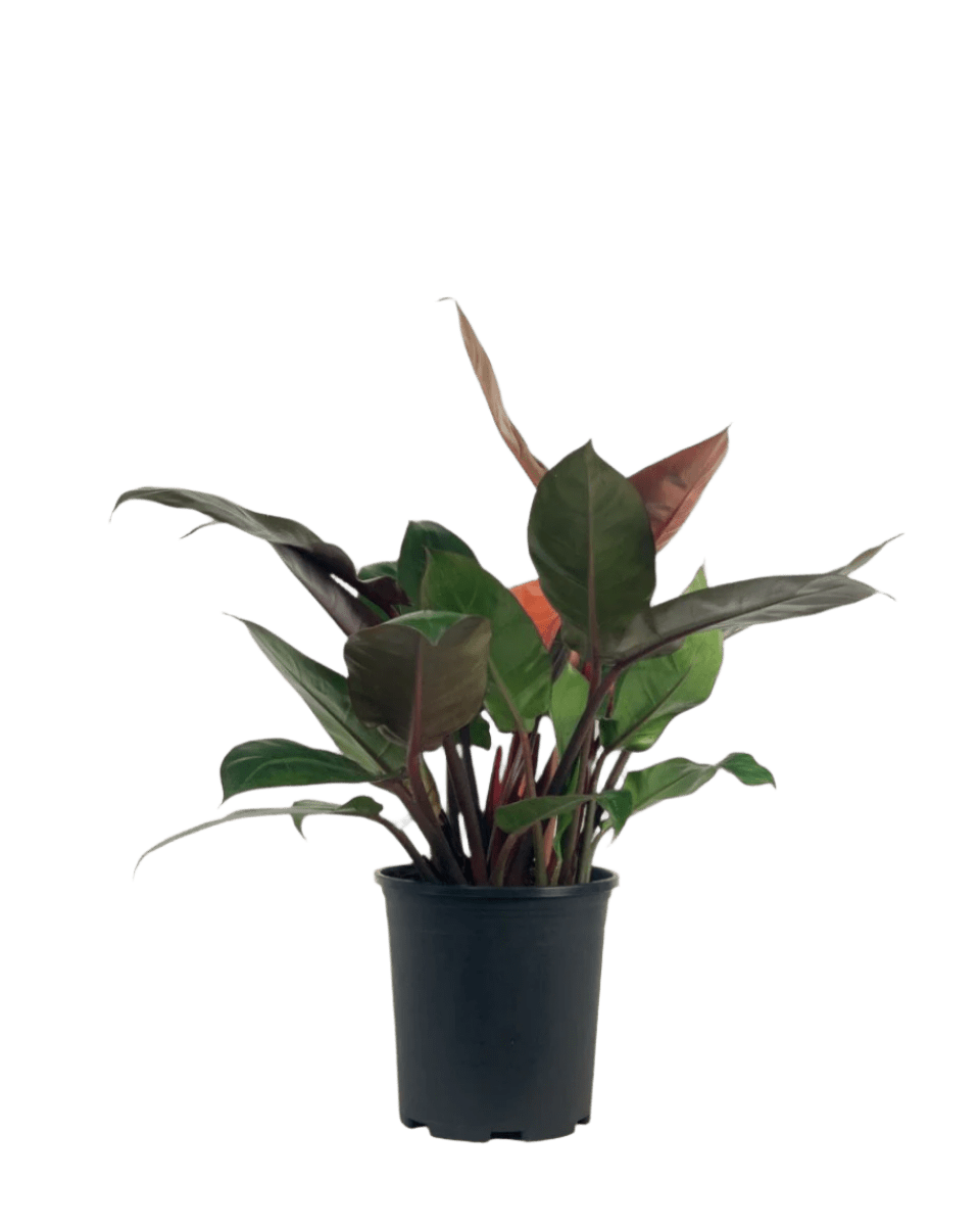 Grow Pot