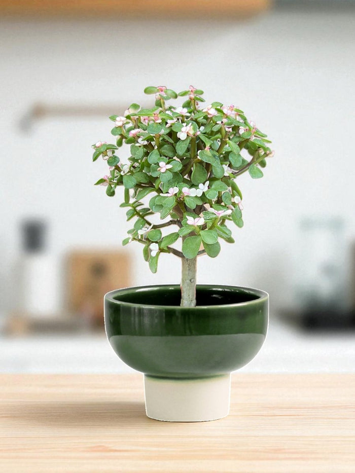 Pink Jade Bonsai Tree - Potted plant - POTT - PINK - GRW - 4855 - Tumbleweed Plants - Online Plant Delivery Singapore