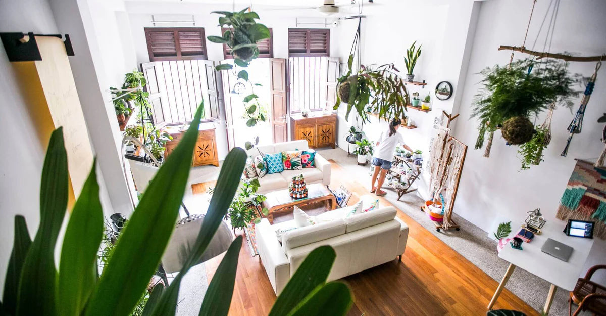 Plants beautifully repotted in a Singapore home