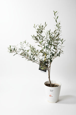 Tumbleweed Plants
