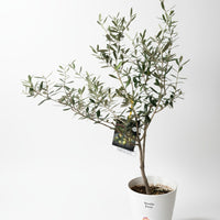 Olive Tree Standard - Japan