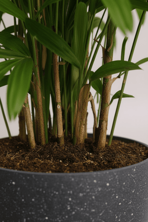 Tumbleweed Plants