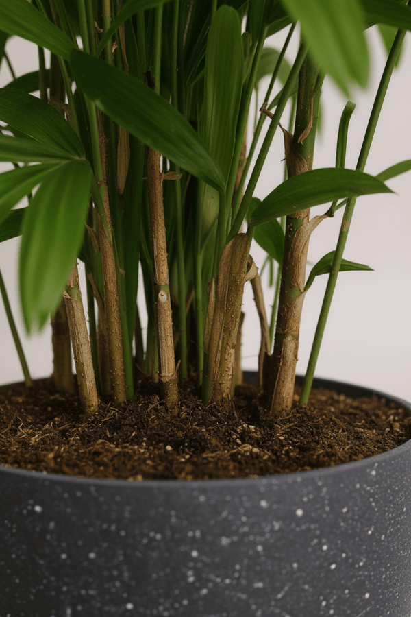 Tumbleweed Plants
