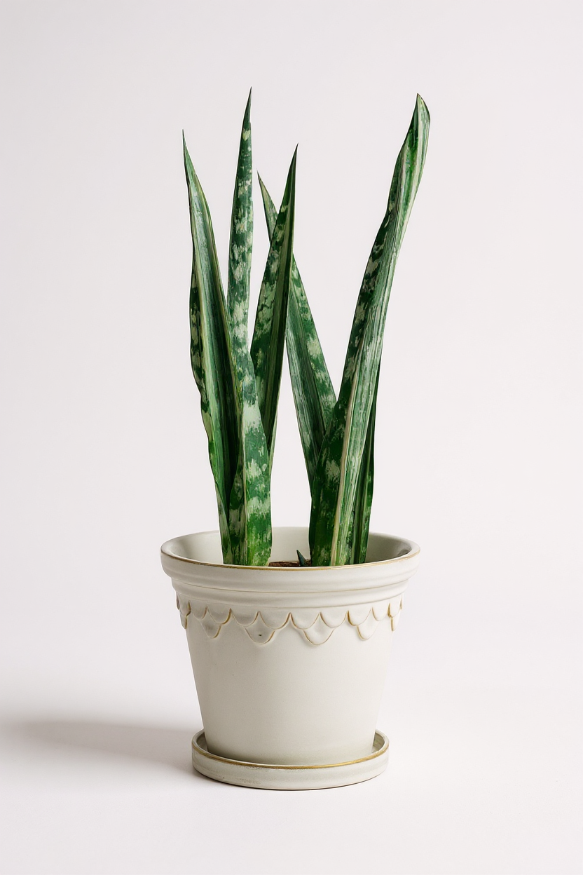 Sansevieria Trifasciata 'Bantel's Sensation' - Potted plant -  Tumbleweed Plants