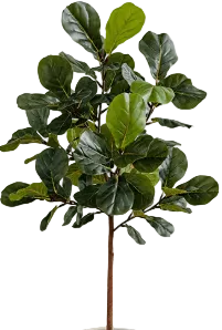 Fiddle-leaf Fig (Life-like Artificial)