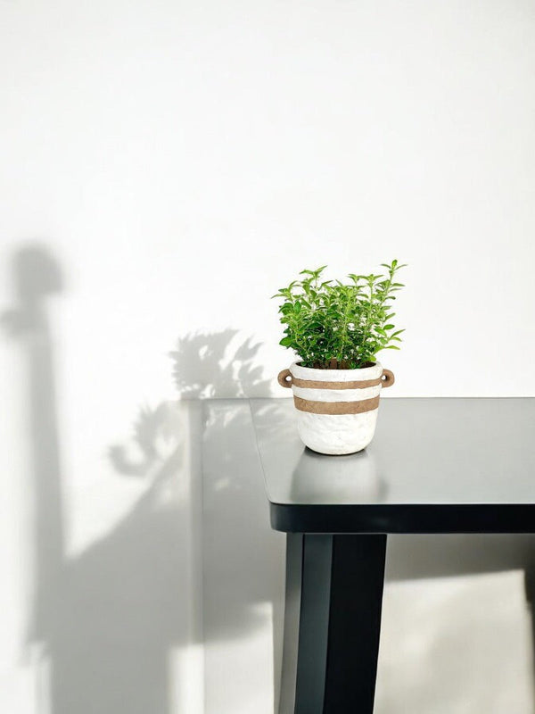 Tumbleweed Plants