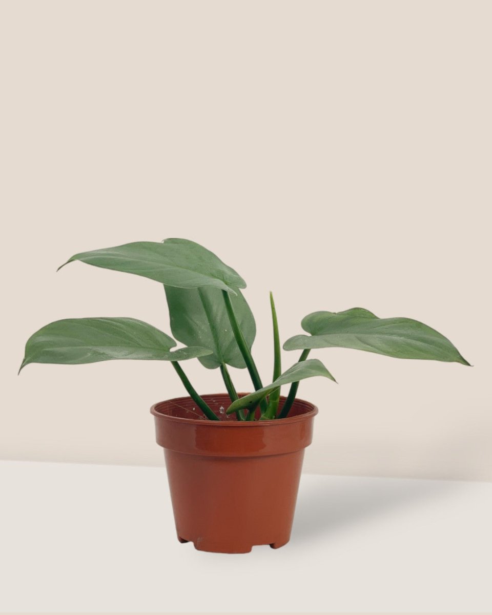 Silver Sword Plant - grow pot - Potted plant - Tumbleweed Plants - Online Plant Delivery Singapore
